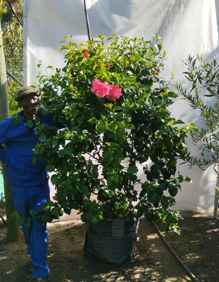 Hibiscus rosa-sinensis 'Kona'