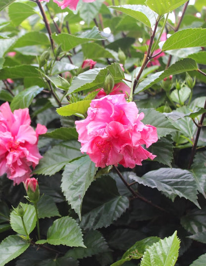 Hibiscus rosa-sinensis 'Kona'