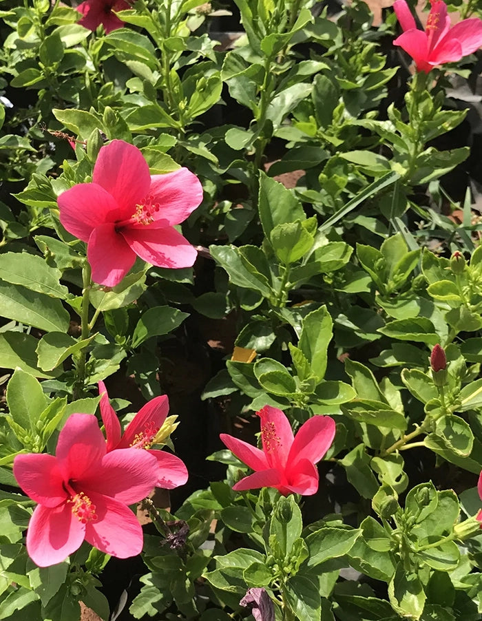 Hibiscus rosa-sinensis 'Pink Butterfly'