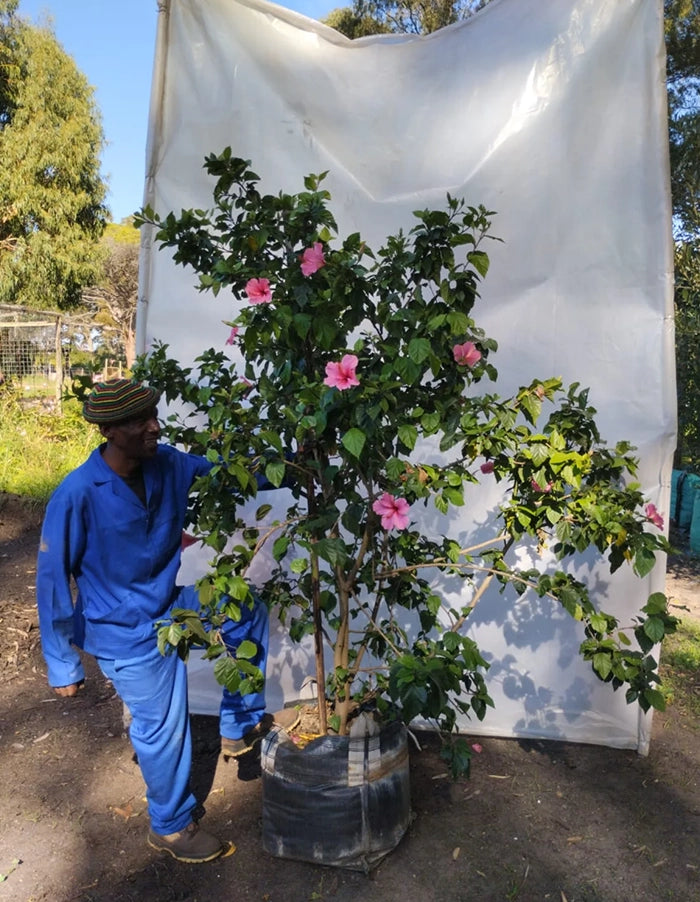 Hibiscus rosa-sinensis 'Single Pink'