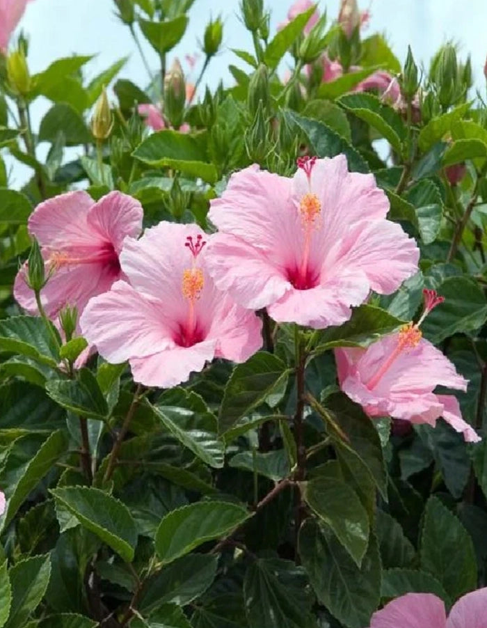 Hibiscus rosa-sinensis 'Single Pink' - 70 litre