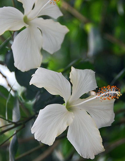 Hibiscus rosa-sinensis 'White butterfly' - 70 litre