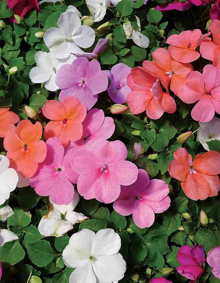 Impatiens