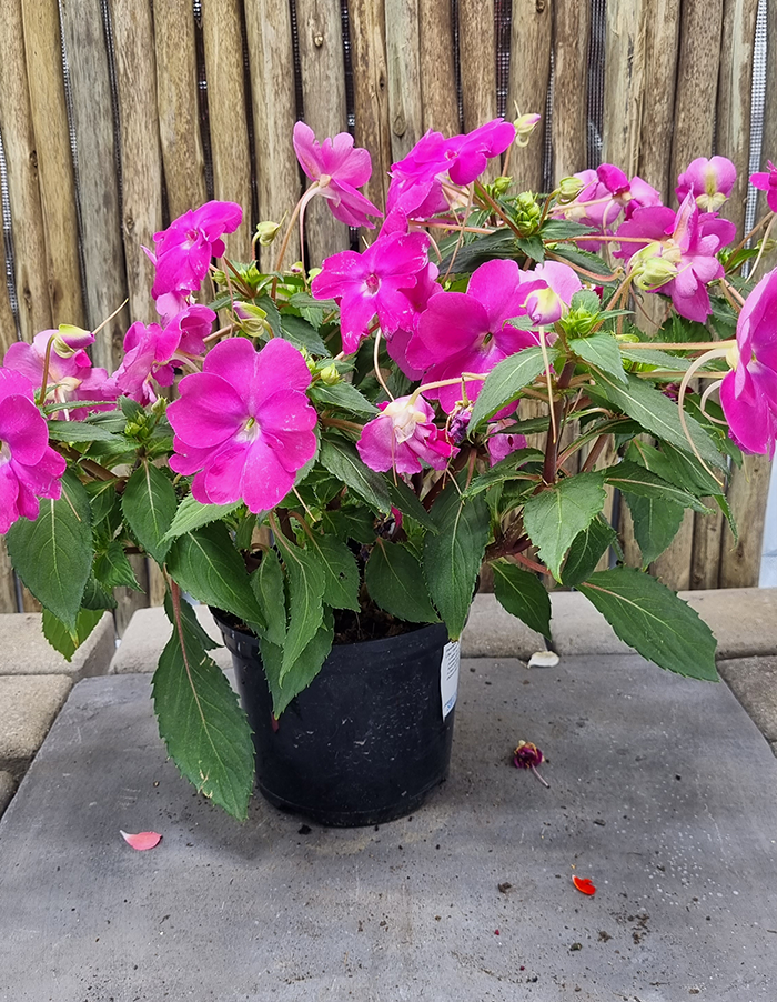 Impatiens 'Sunpatiens Compact Hot Lilac'