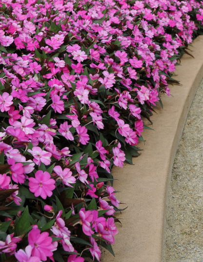 Impatiens 'Sunpatiens Compact Hot Lilac'