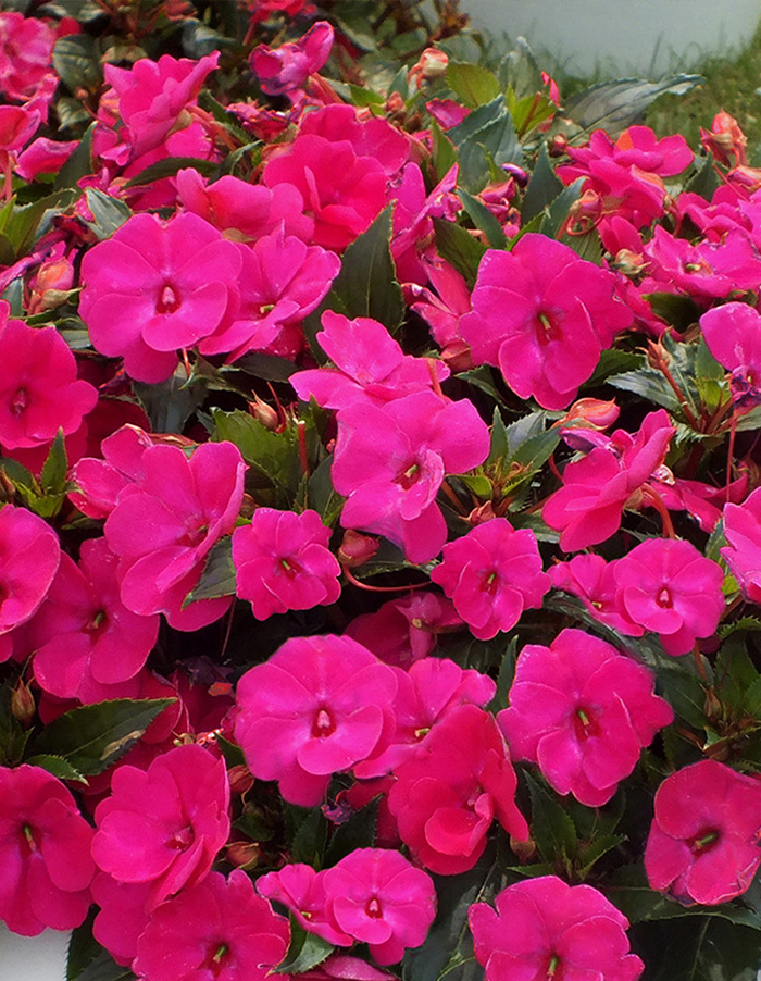 Impatiens 'Sunpatiens Compact Magenta'