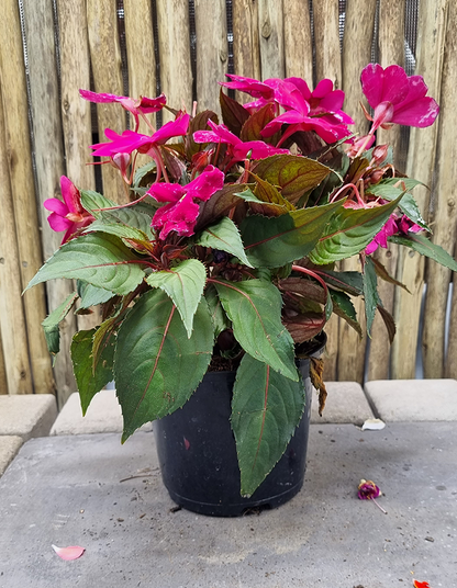 Impatiens 'Sunpatiens Compact Magenta'