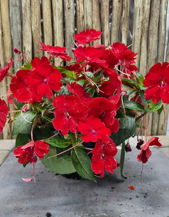 Impatiens 'Sunpatiens Compact Red'