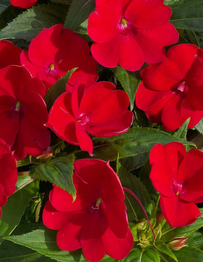 Impatiens 'Sunpatiens Compact Red'