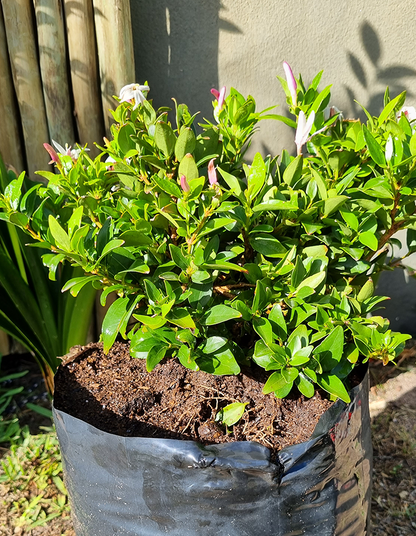 Jasminum multipartitum