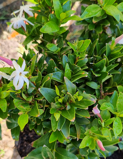 Jasminum multipartitum