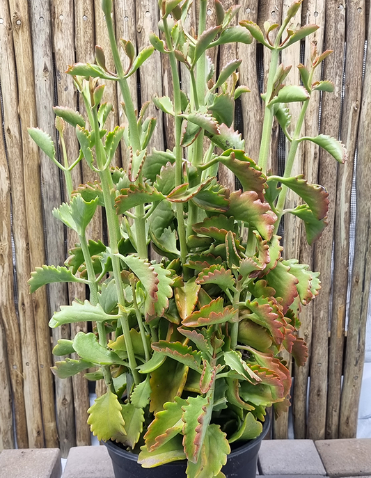 Kalanchoe sexangularis - 23cm