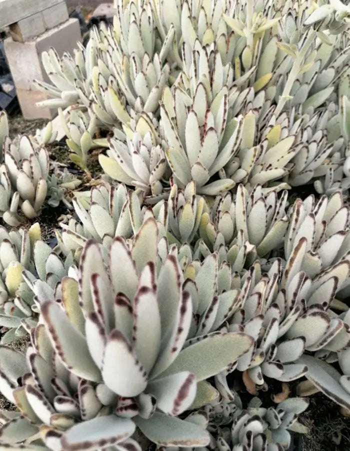 Kalanchoe tomentosa - 15cm