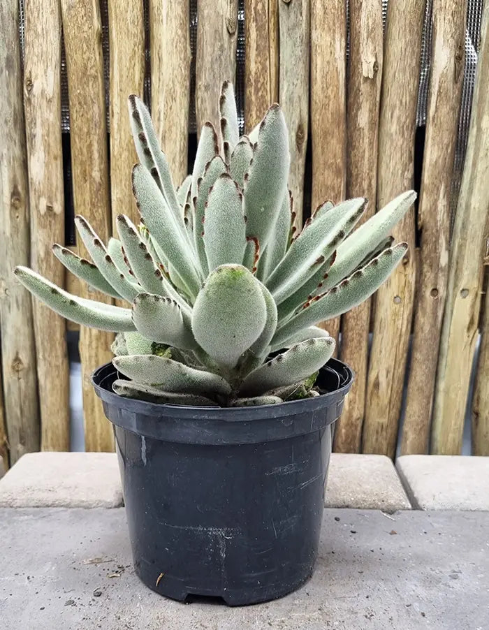 Kalanchoe tomentosa - 15cm