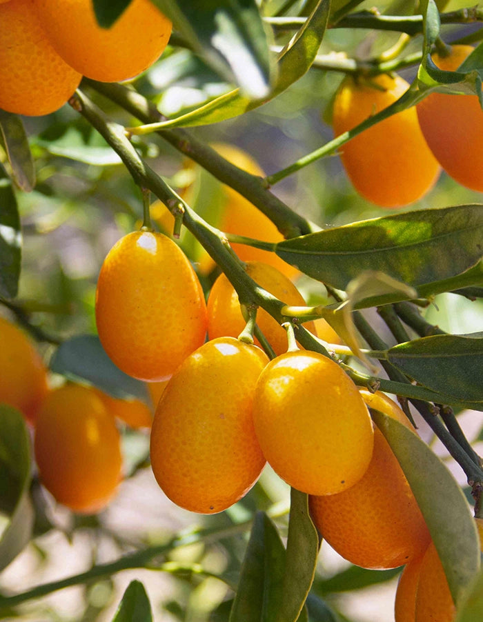 Kumquat