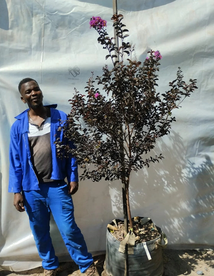 Lagerstroemia Black Diamond 'Lavender Lace'