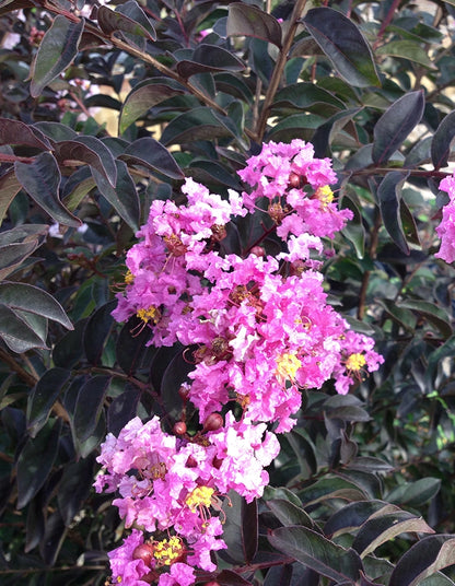 Lagerstroemia Black Diamond 'Lavender Lace' - 70 litre