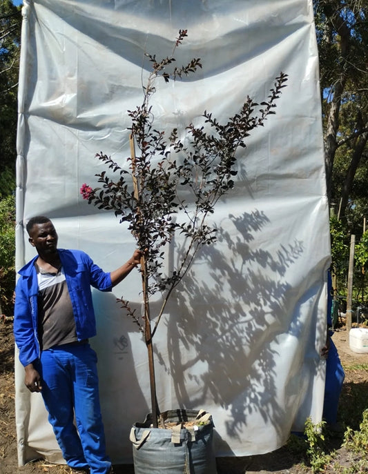 Lagerstroemia Black Diamond 'Mystic Magenta - 70 litre