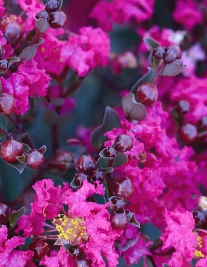 Lagerstroemia Black Diamond 'Mystic Magenta - 70 litre