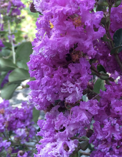 Lagerstroemia indica 'Lilac' - 70 litre