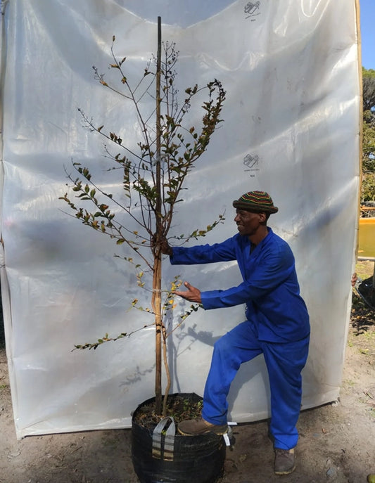 Lagerstroemia indica 'Pink'