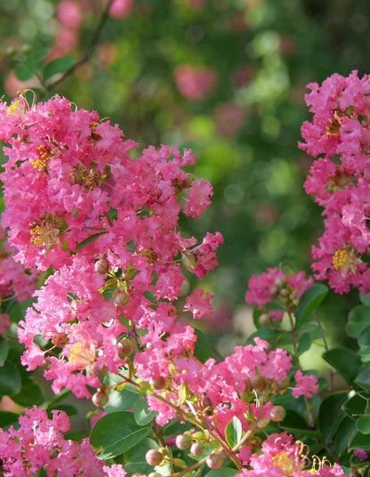 Lagerstroemia indica 'Pink' - 70 litre