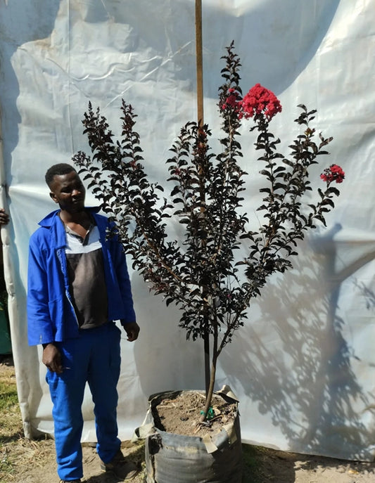 Lagerstroemmia Black Diamond 'Best Red'