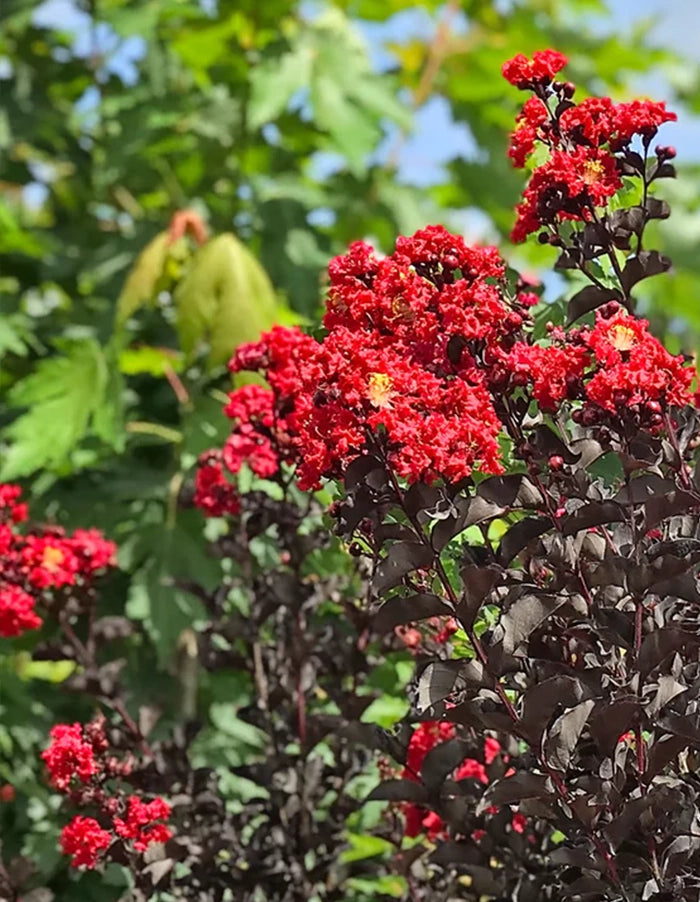 Lagerstroemmia Black Diamond 'Best Red' (Black Leaf) - 70lt