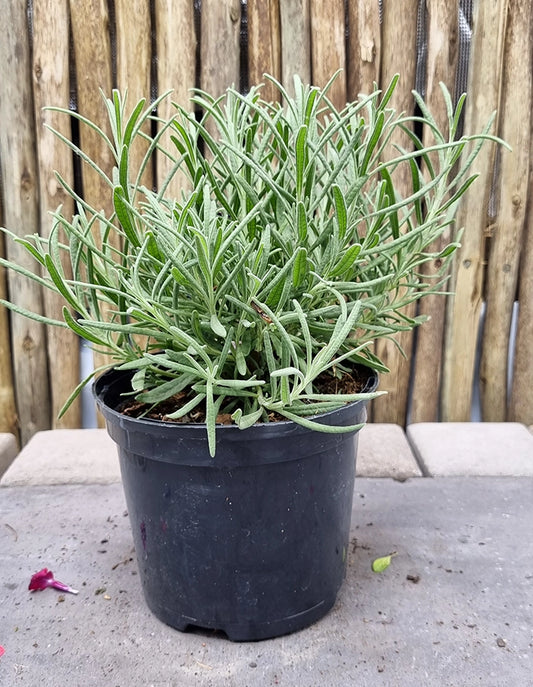 Lavandula x intermedia 'Margaret Roberts'