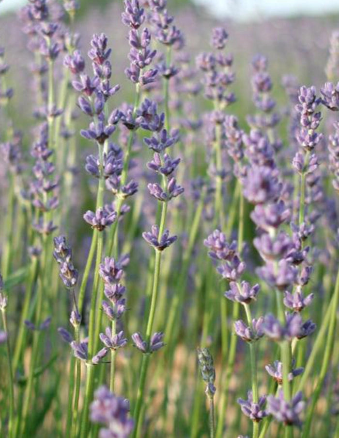 Lavandula x intermedia 'Margaret Roberts'