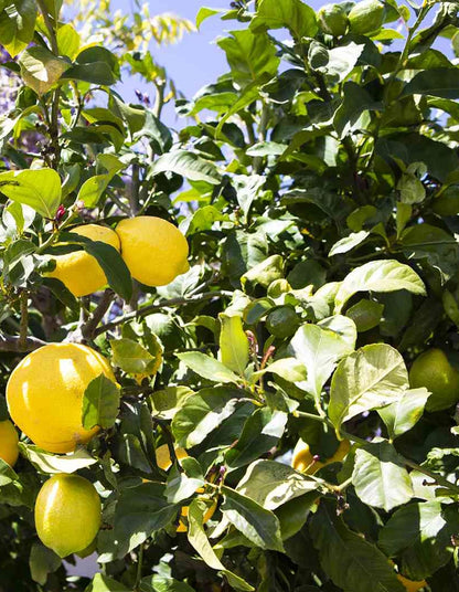 Lemon - Eureka - 70 litre