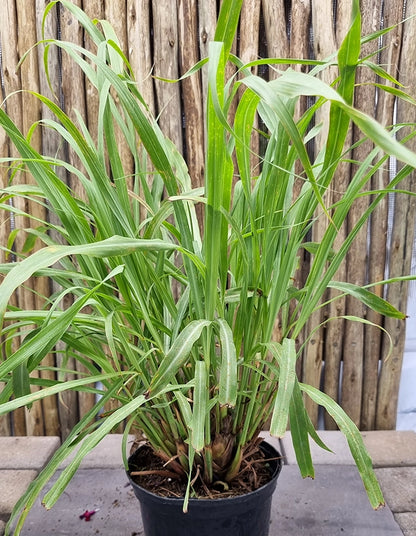 Lemon Grass (Cymbopogon citratus) - 15cm