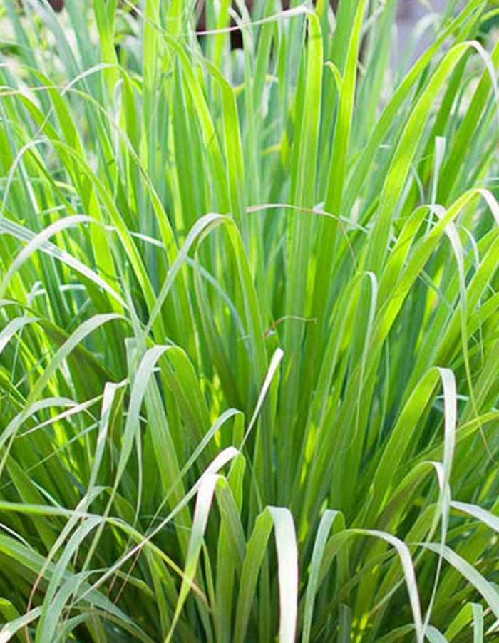 Lemon Grass (Cymbopogon citratus) - 15cm