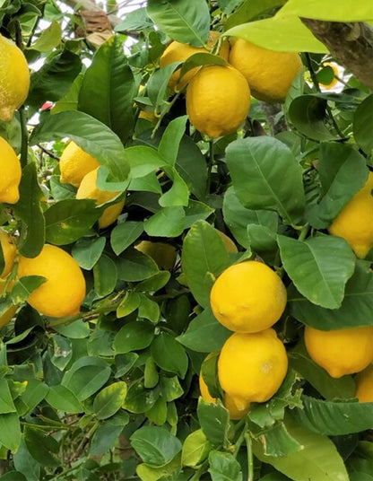 Lemon - Lisbon - 70 litre