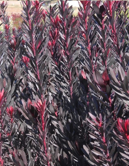 Leucadendron Burgundy Sunset