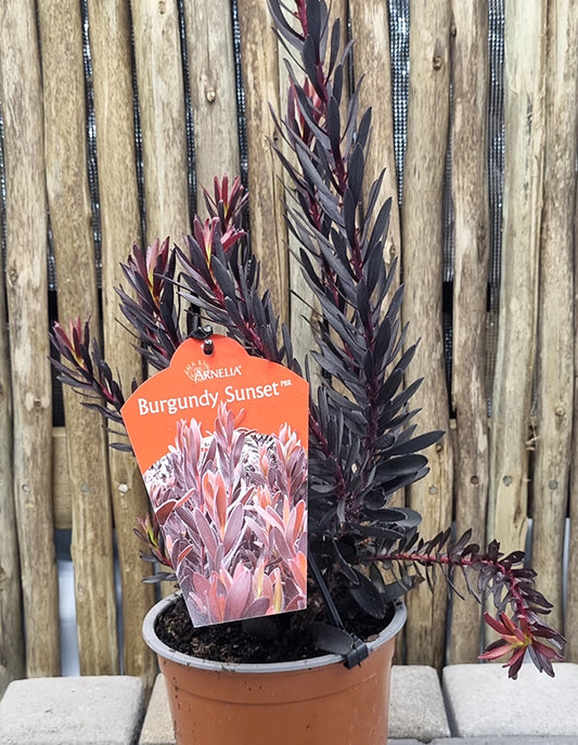 Leucadendron Burgundy Sunset