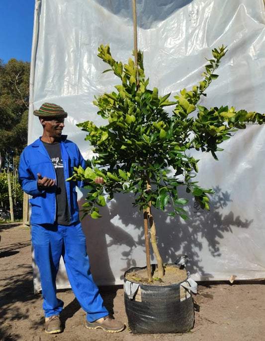 Lime - Tahiti Bears - 70 litre