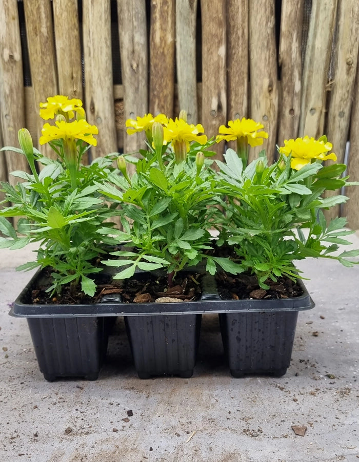 Marigolds compact