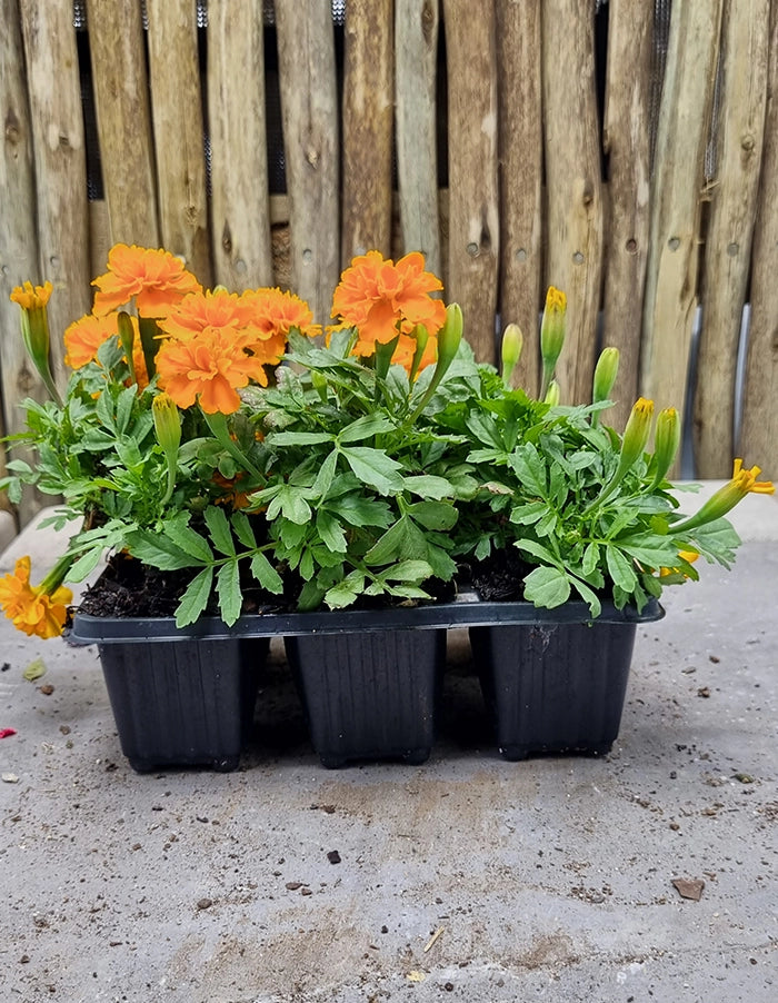 Marigolds compact