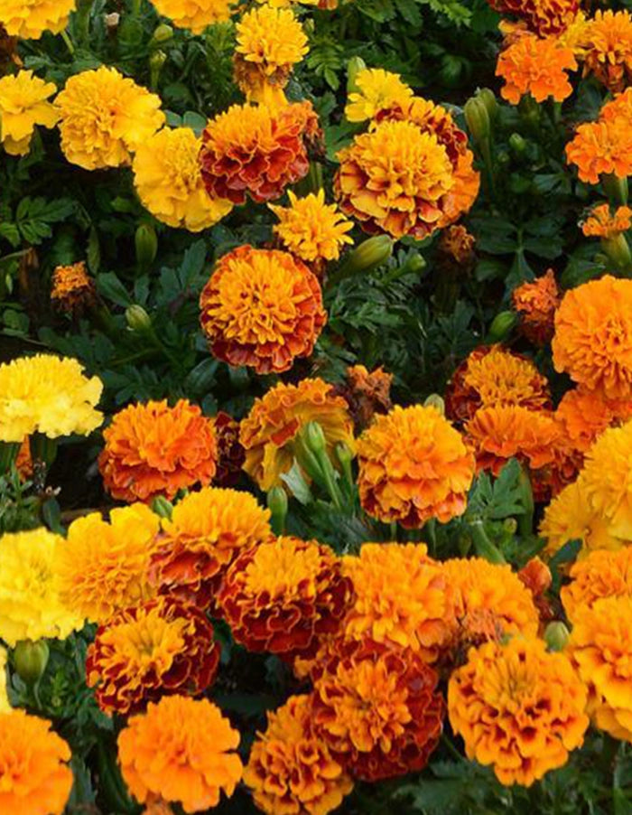 Marigolds compact