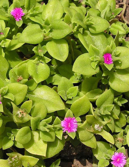 Mesembryanthemum cordifolium