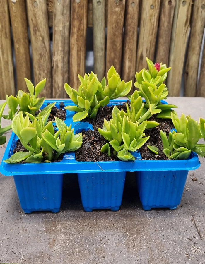 Mesembryanthemum cordifolium