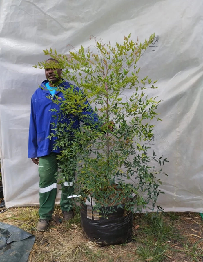 Nandina domestica - 70 litre