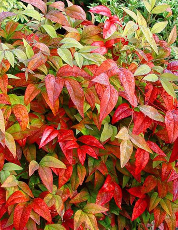 Nandina domestica - 70 litre