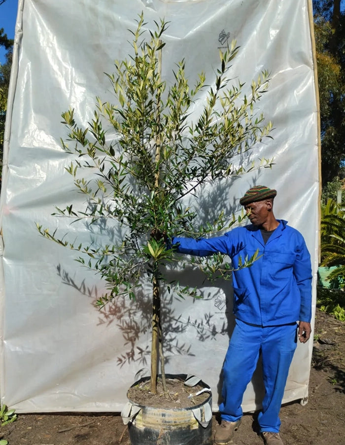 Olea europaea sub species africana