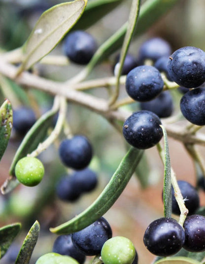 Olea europaea sub species africana - 70 litre