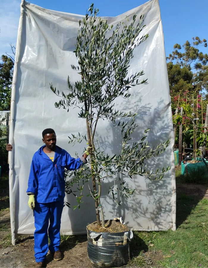 Olea europaea - Frantoio