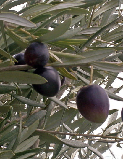 Olea europaea - Frantoio - 70 litre