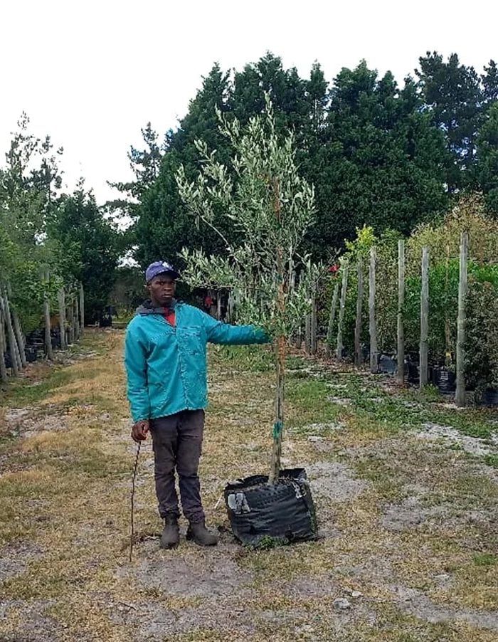 Olea europaea - Kalamata