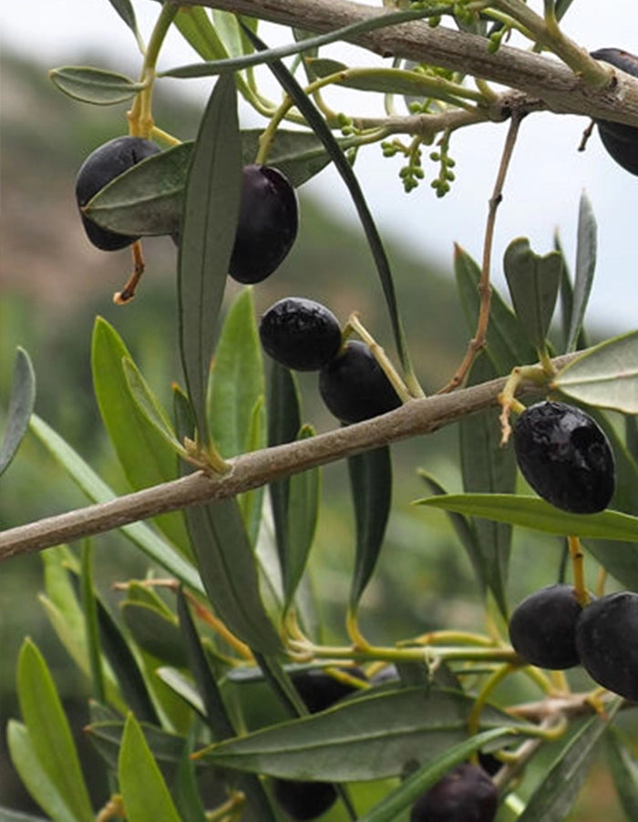 Olea europaea - Kalamata - 70 litre